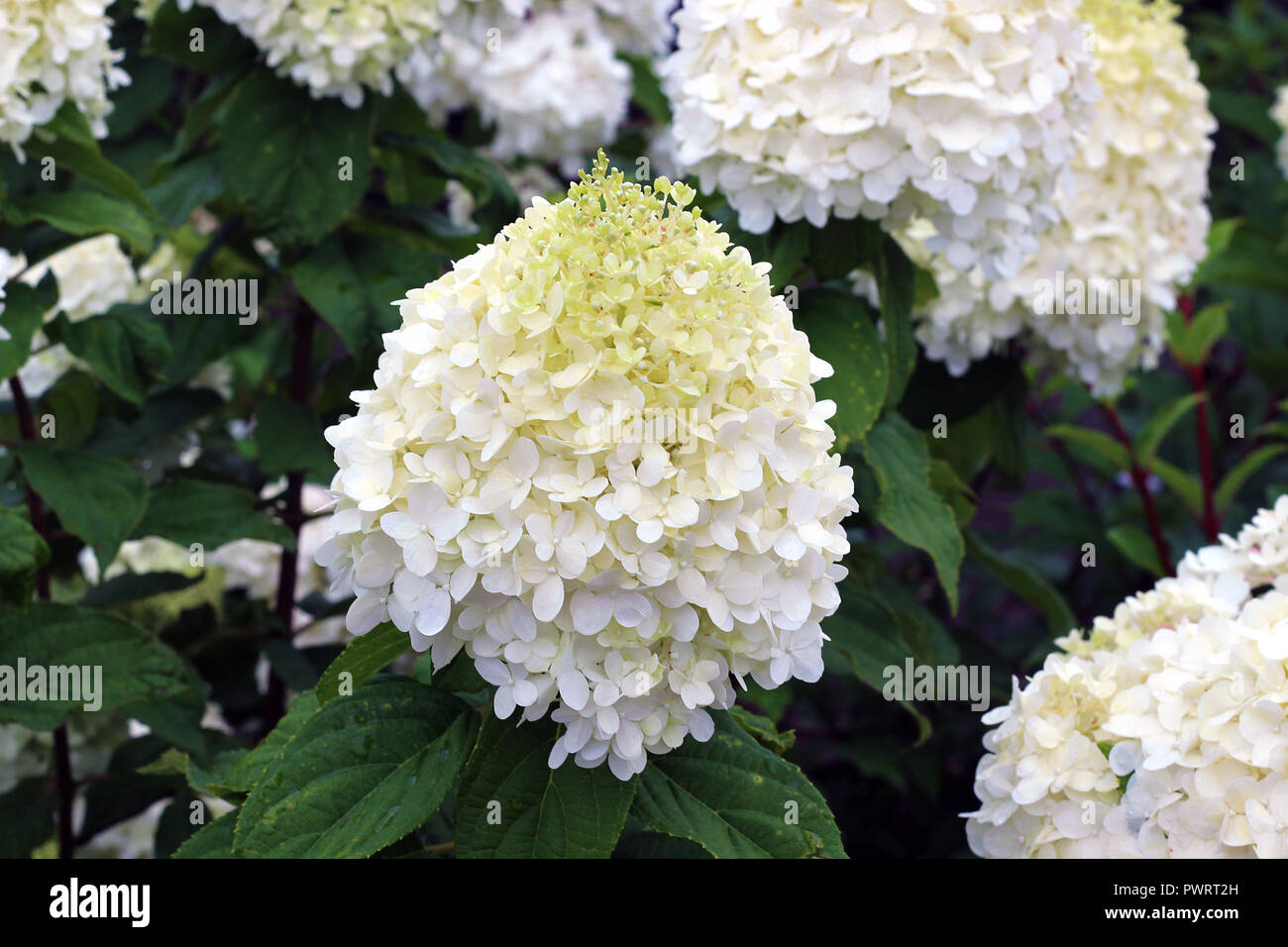 Belle grappe de fleurs blanches dans une serre Jardin Banque D'Images