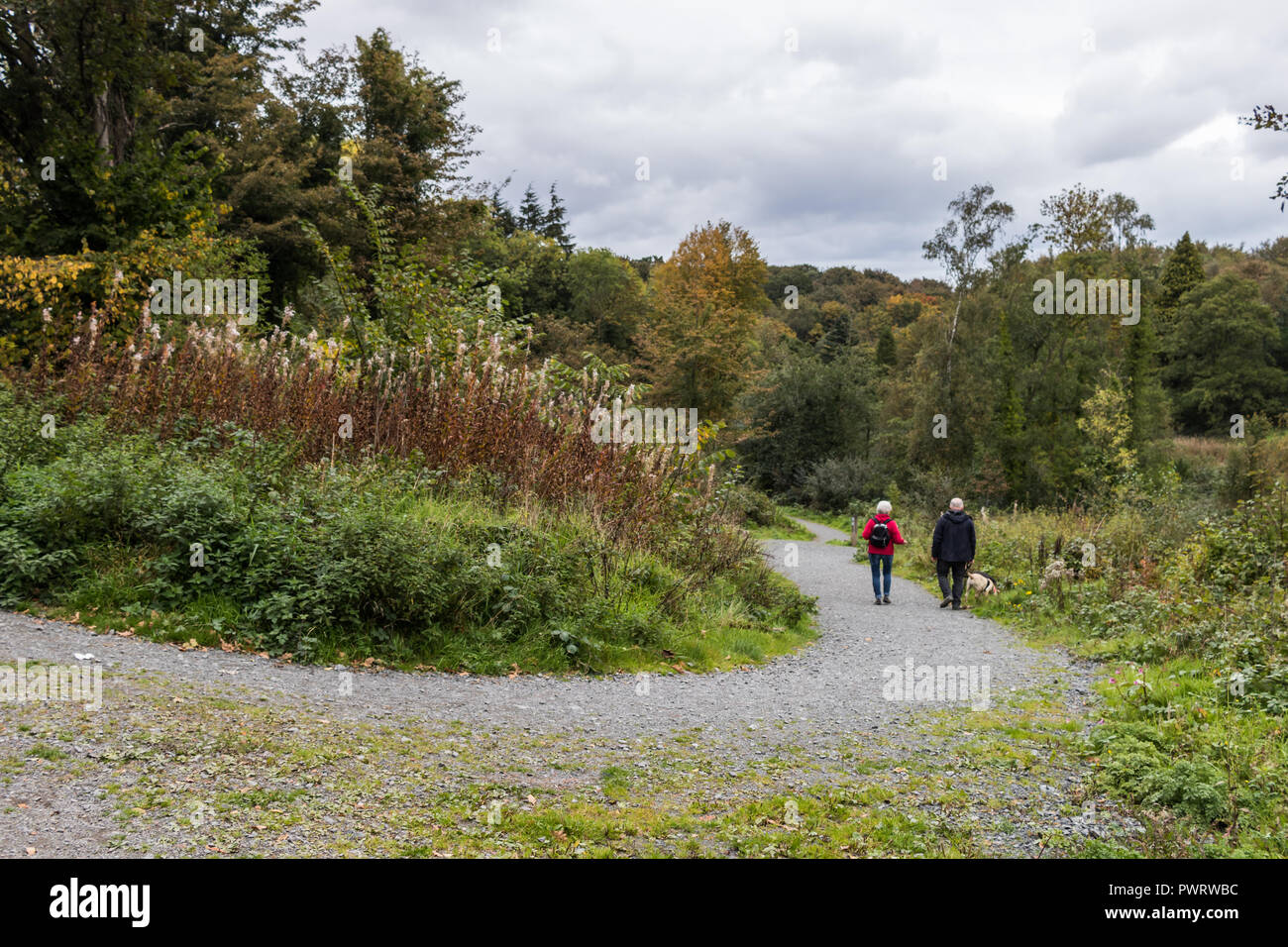 Deux marcheurs et leur chien sur un chemin forestier en forêt parc Belvoir dans le sud de Belfast, N.Ireland. Banque D'Images
