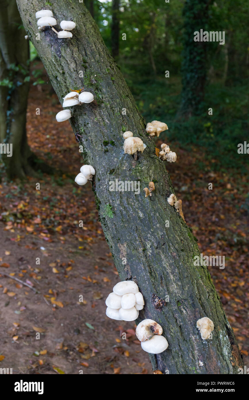 Vesse-de-commune (Lycoperdon perlatum) champignons poussant sur un arbre dans la forêt Banque D'Images
