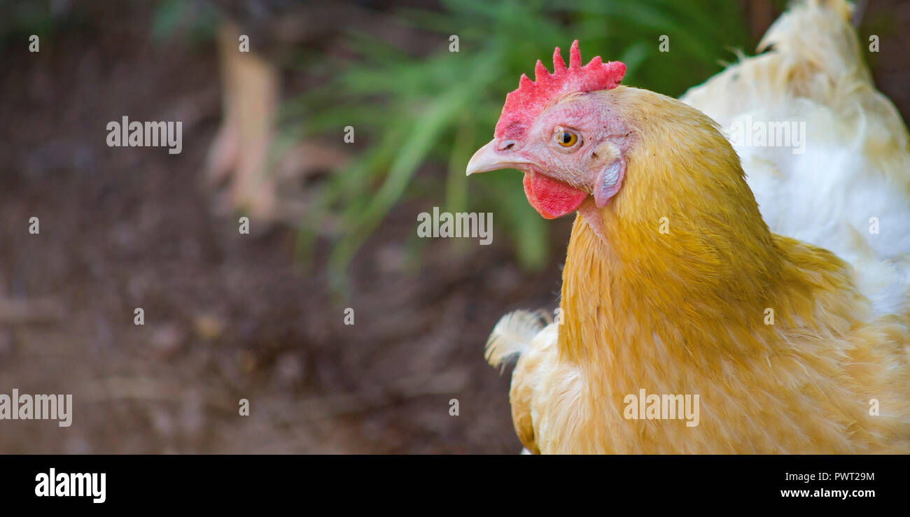 Close up of hen avec plumes brun et blanc Banque D'Images