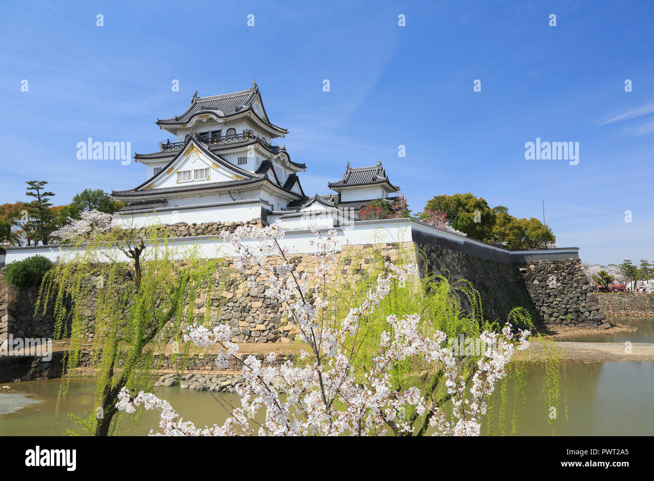 Le château de Kishiwada et fleurs de cerisier Banque D'Images