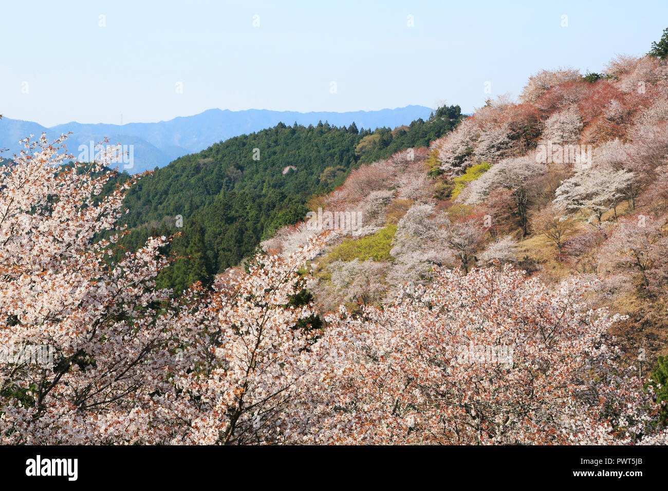 Montagnes Yoshino Cherry Blossoms Banque D'Images