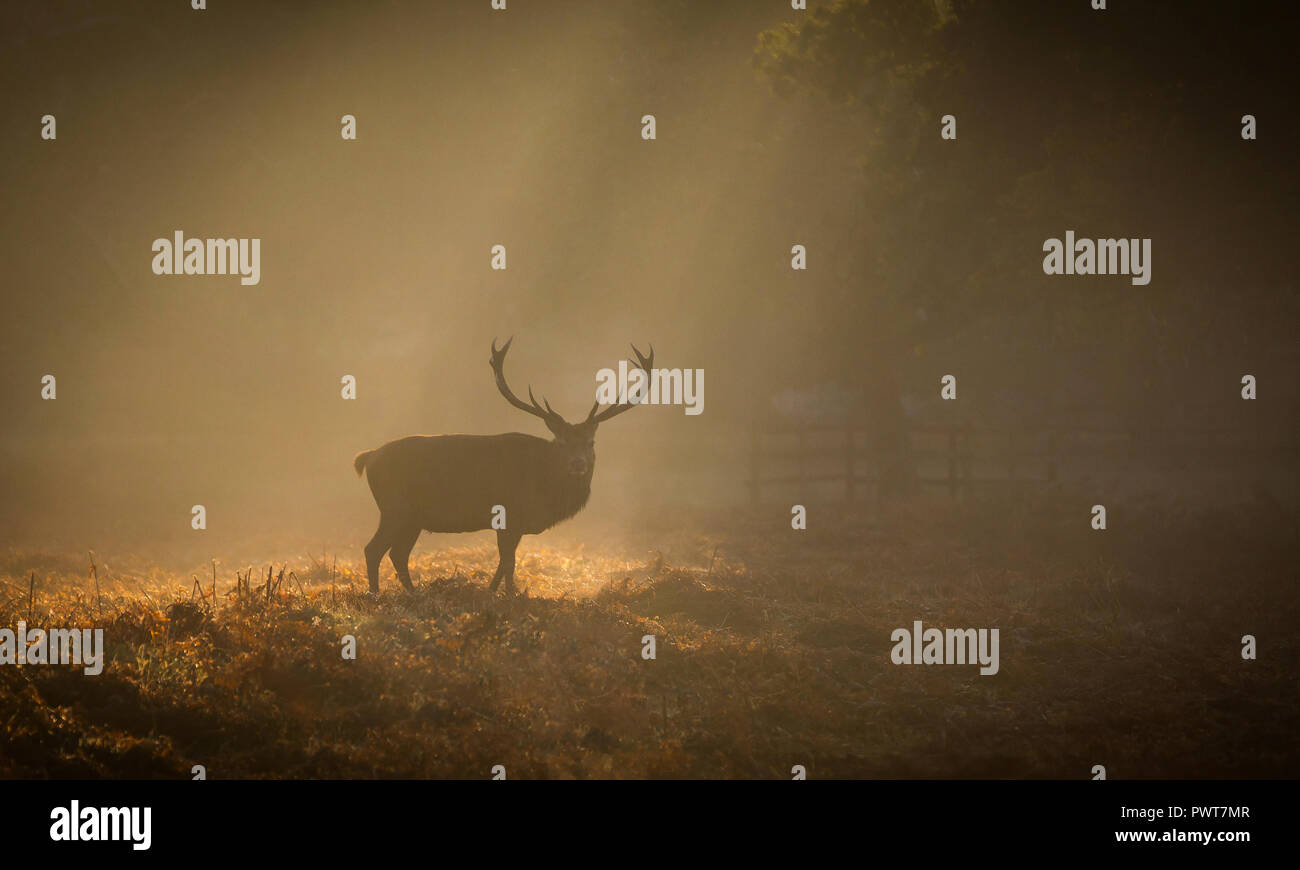 Red Deer photographié dans les rayons de lumière sur un lever de soleil à misty Forrest au Royaume-Uni. Les espèces de cerfs est Red Deer et sont situés dans Bradgate Park Banque D'Images