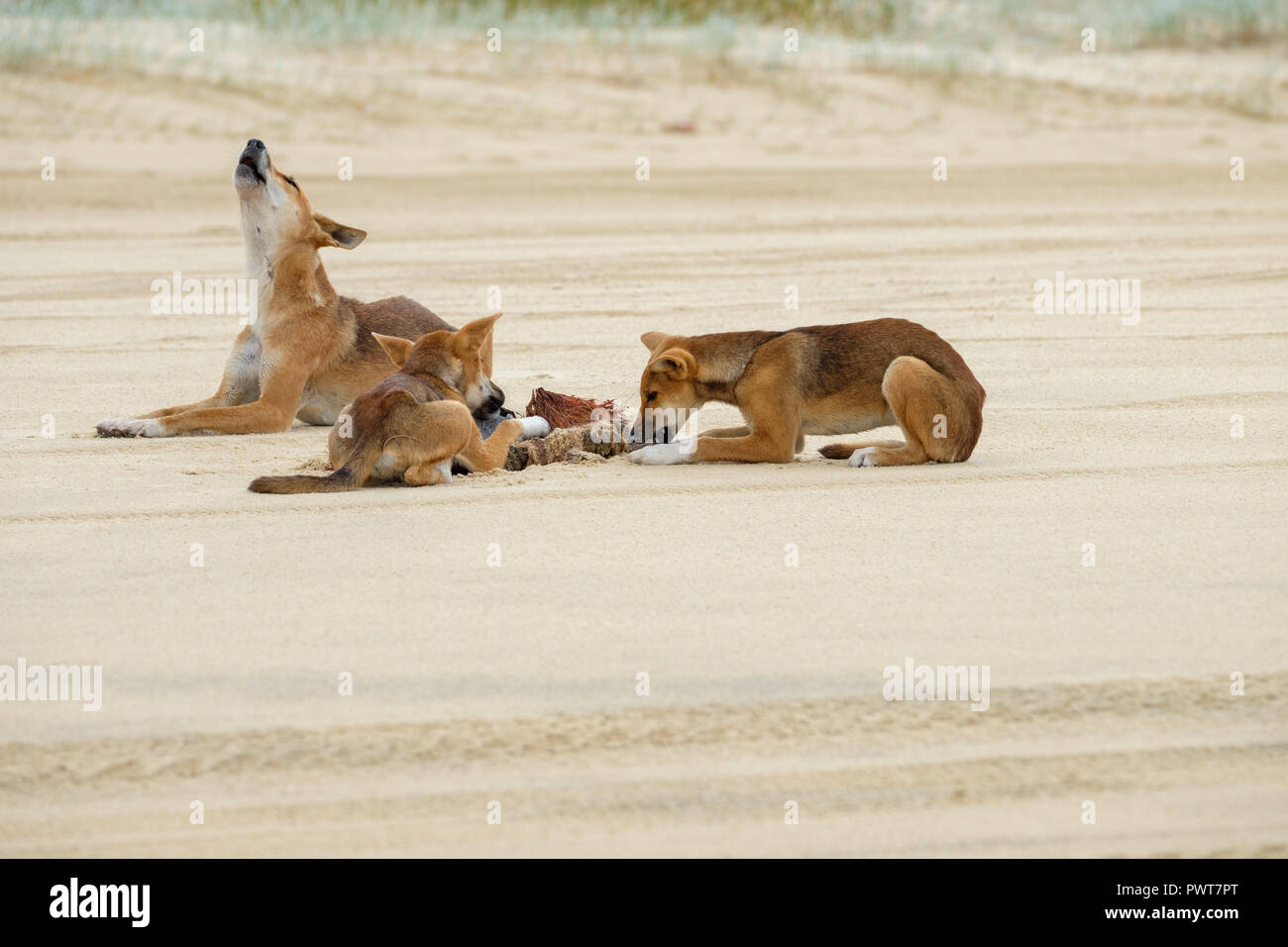 Dingos - Fraser Island Banque D'Images