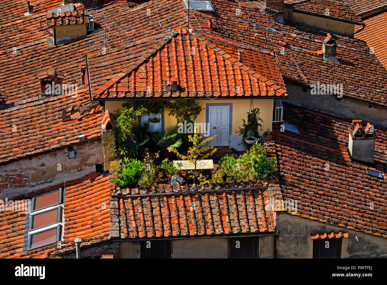 Jardin sur le toit à Lucca, Toscane,Italie,Europe Banque D'Images