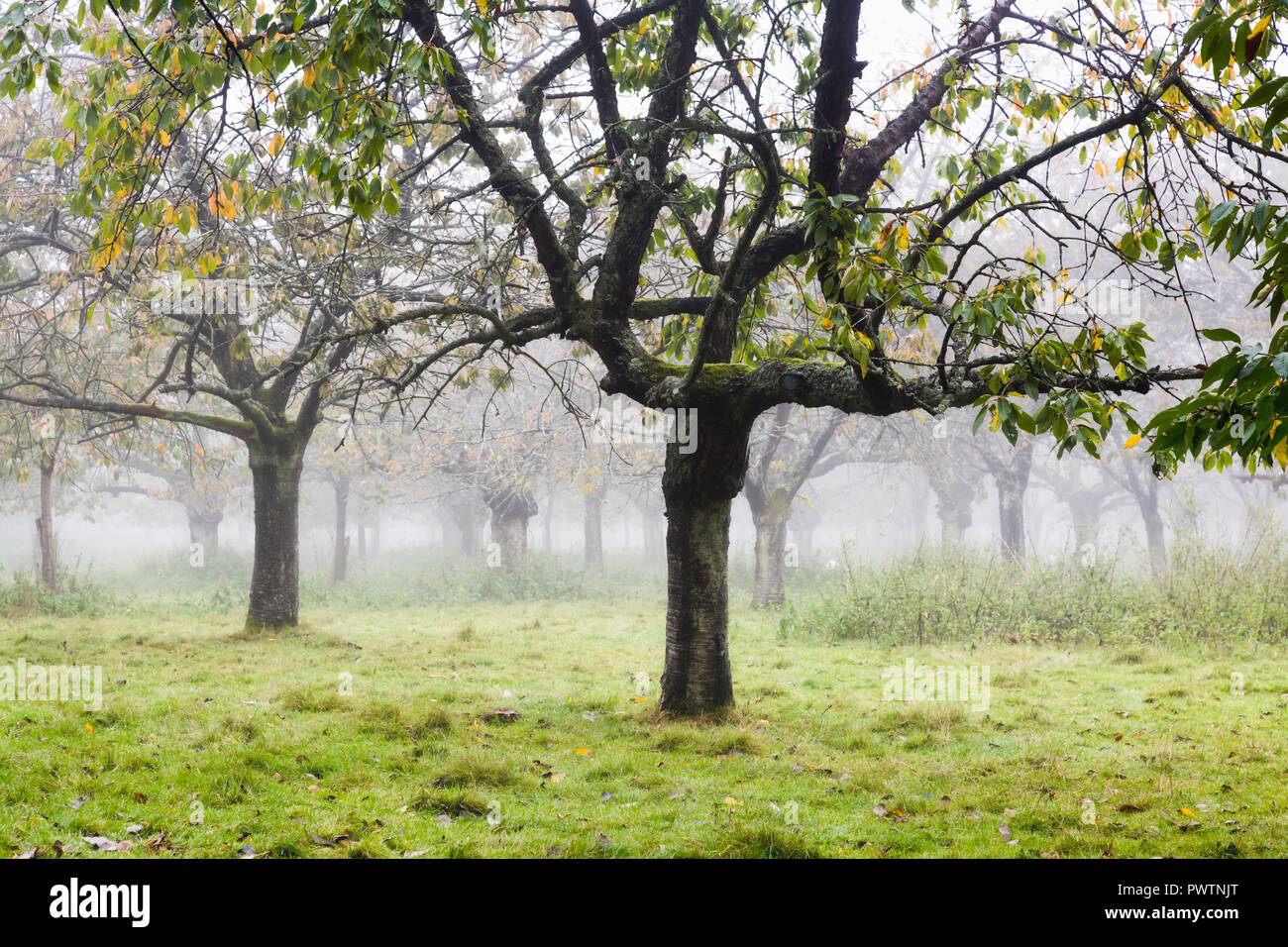 Une ancienne cerisaie Misty Misty au cours d'un après-midi d'octobre à Hartlip près de Sittingbourne, Kent, UK. Banque D'Images