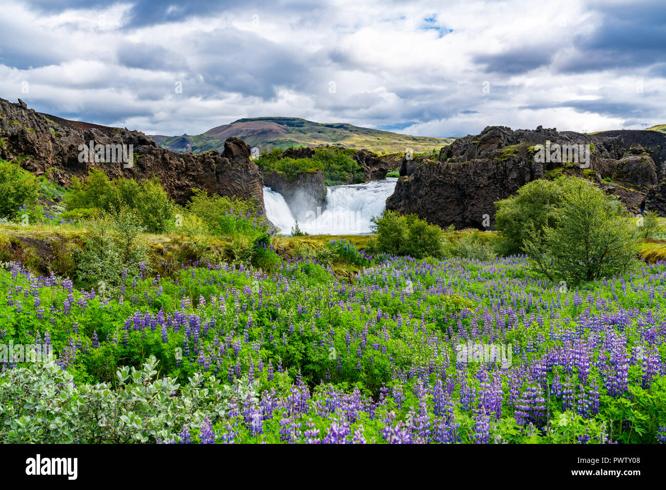 Paysage d'été avec les cascades de Hjalparfoss champ lupin dans les hautes terres d'Islande Banque D'Images