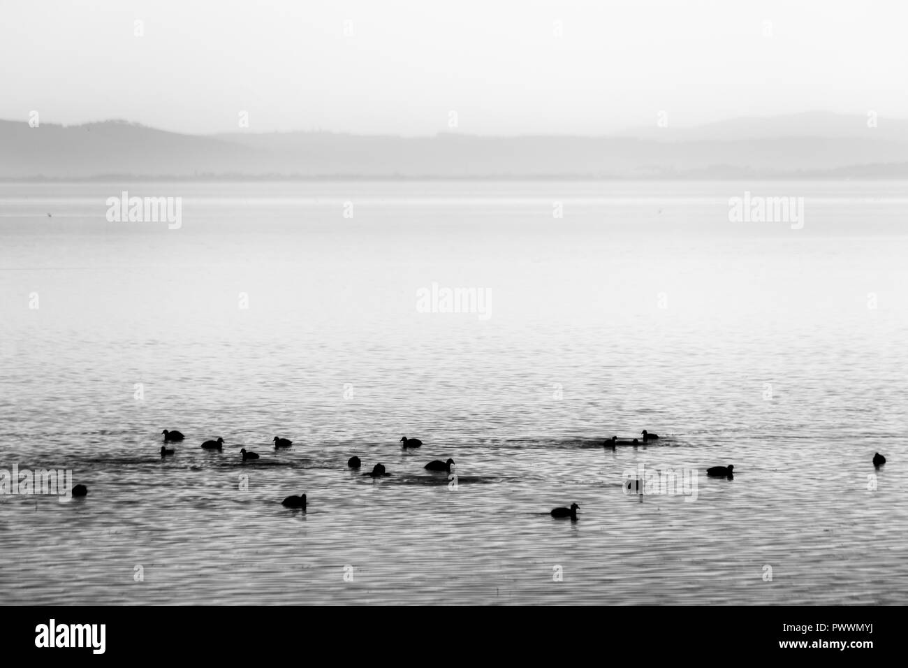 Belle vue sur un lac avec des oiseaux sur l'eau Banque D'Images