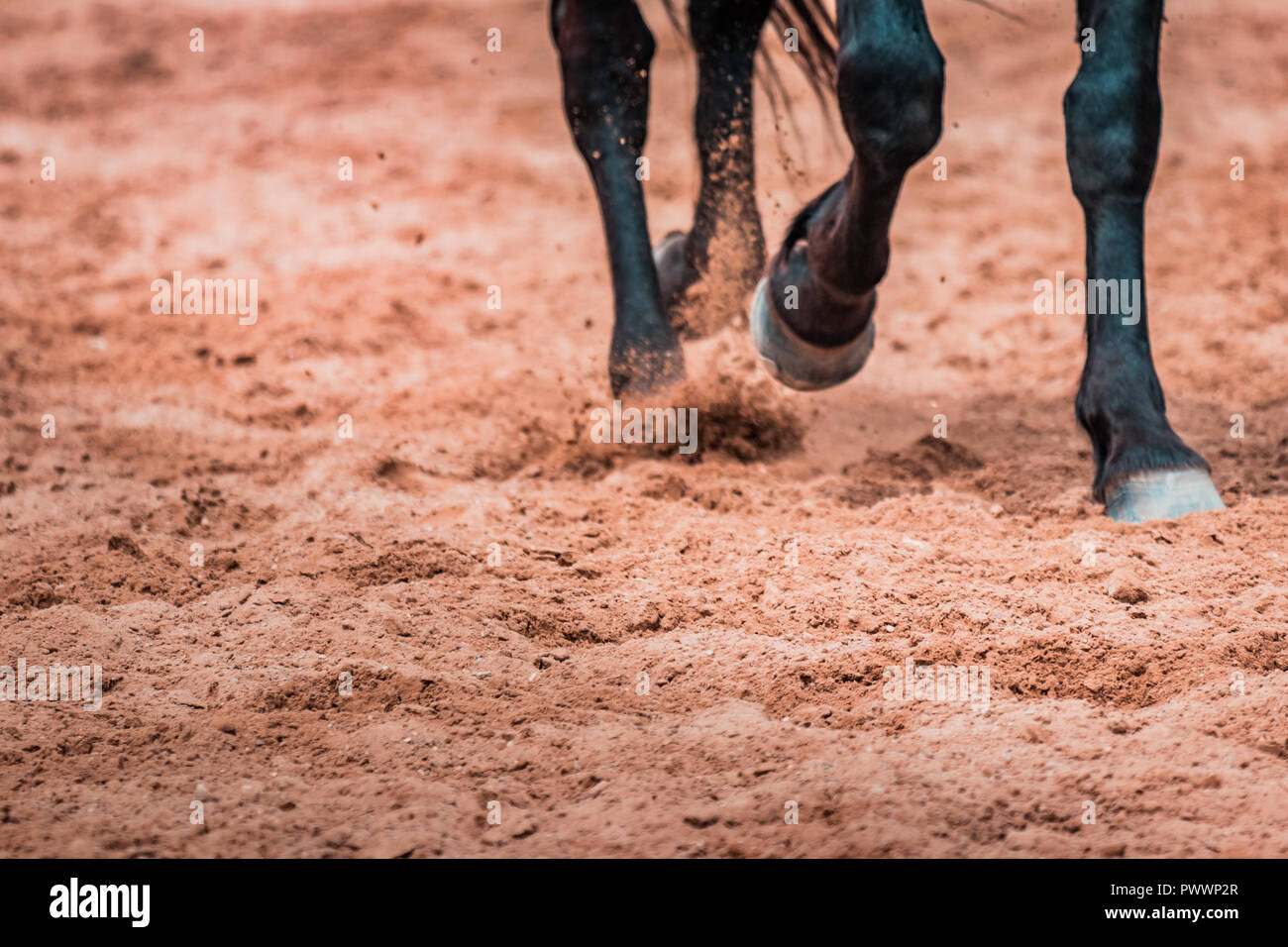 Le galop des chevaux sauvages prolifèrent dans un rodeo show. Détails et se concentrer sur pieds, sable, poussière, saleté et de flou. Arrière-plan flou floue, d'un éclairage chaleureux, sh Banque D'Images