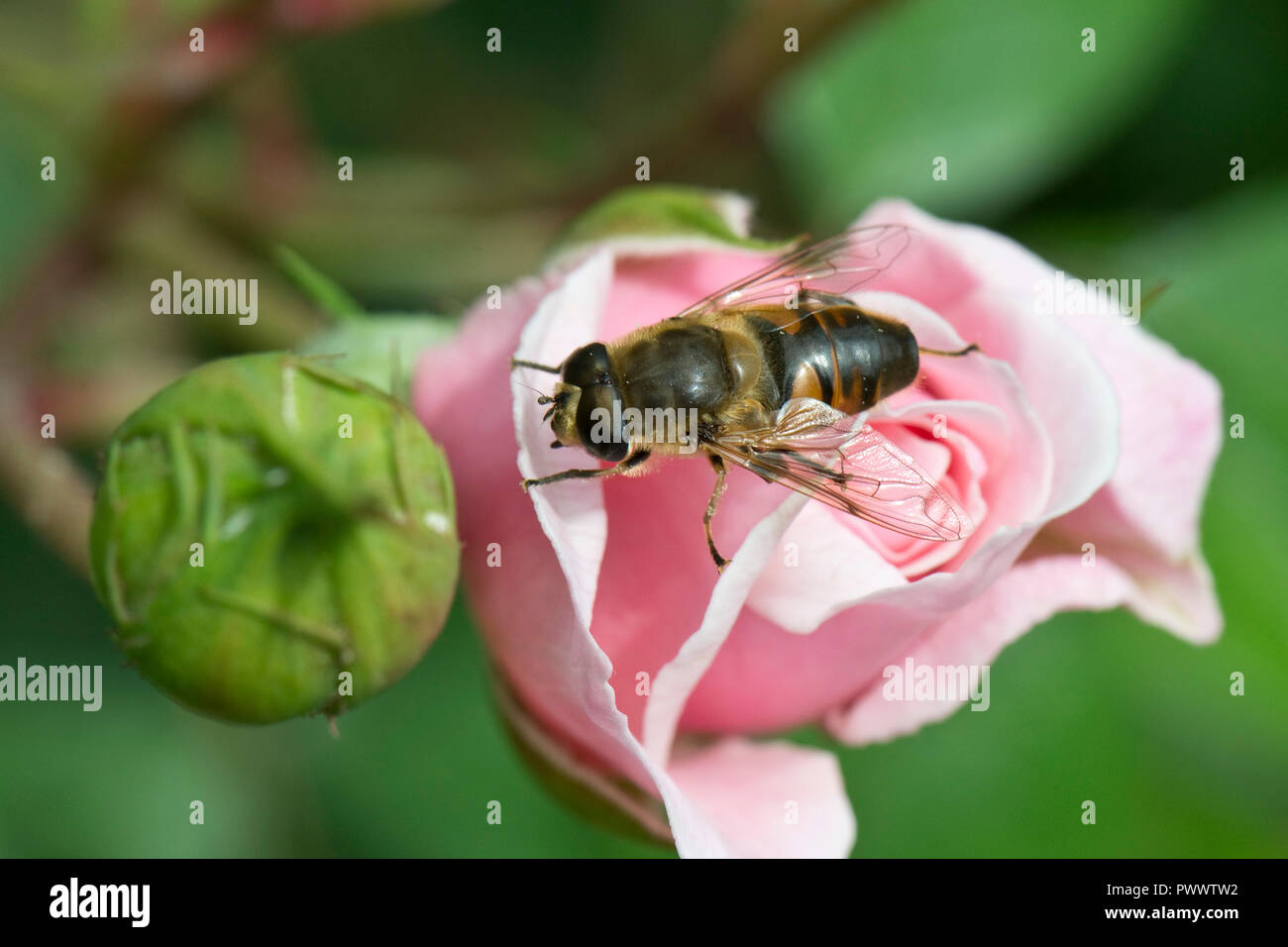 Un drone fly, Eristalis tenax hoverfly, l'atterrissage sur le bouton floral non ouverts d'une rose rose, un pollinisateur de l'été, juin Banque D'Images