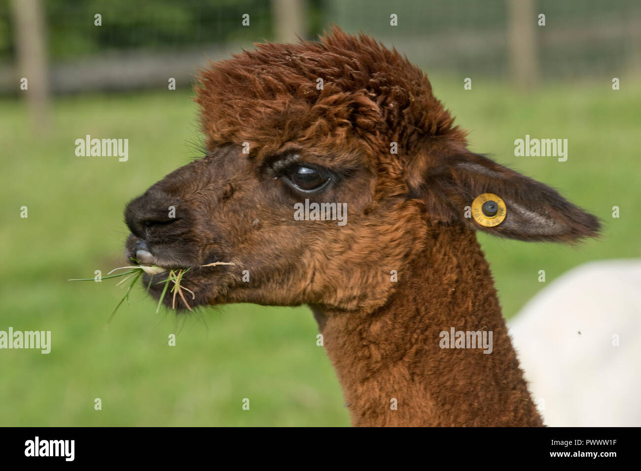Un alpaga Huacaya brun tête tondue récemment avec l'oreille de mâcher de l'herbe après le pâturage, Berkshire, Septembre Banque D'Images