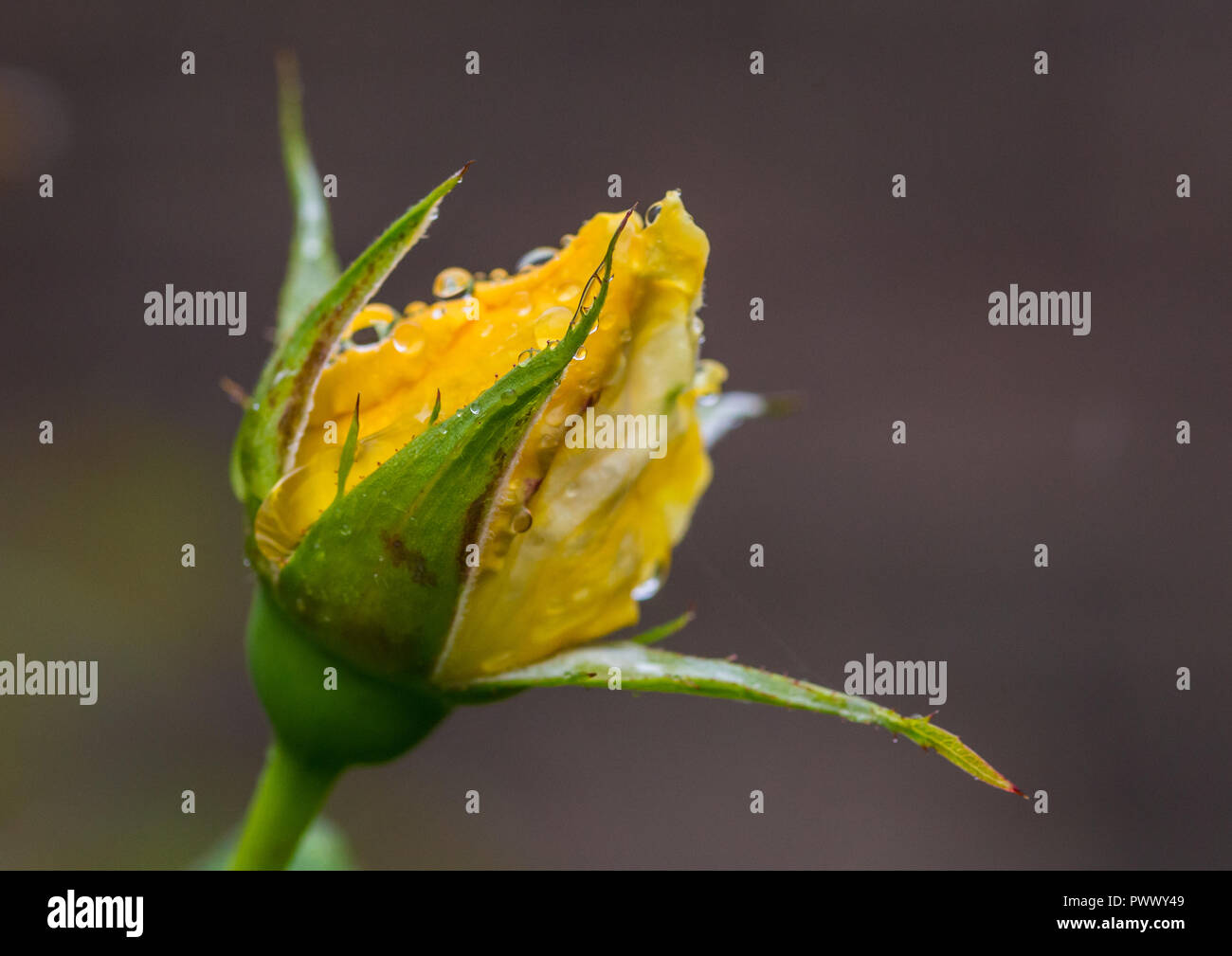 Une macro shot des gouttes en appui sur une rose jaune bouton floral. Banque D'Images