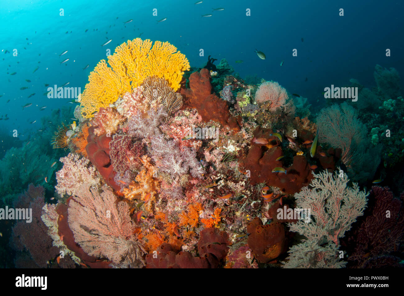 Sea Fan, Melithaea sp, et Fish, site de plongée de Boo Windows, île de Boo, Misool, Raja Ampat, Papouasie occidentale,Indonésie Banque D'Images