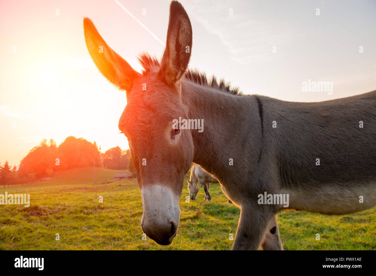 Les chevaux qui passé la liberté au coucher du soleil Banque D'Images