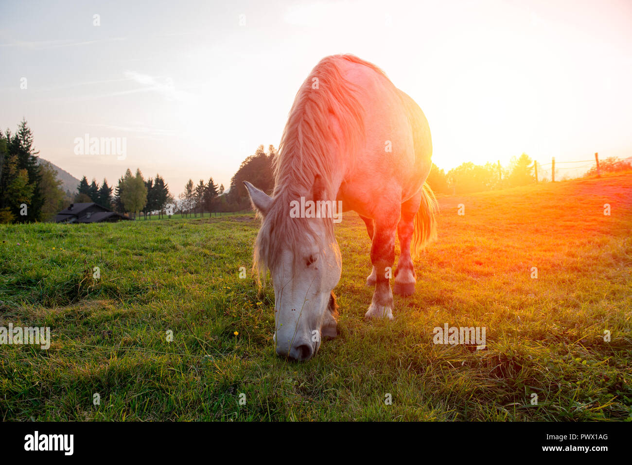 Les chevaux qui passé la liberté au coucher du soleil Banque D'Images
