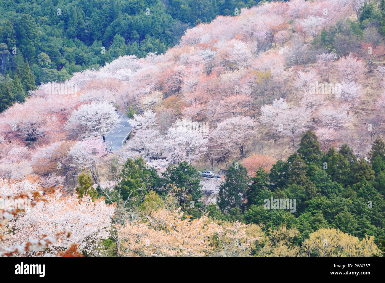 Montagnes Yoshino Cherry Blossoms Banque D'Images