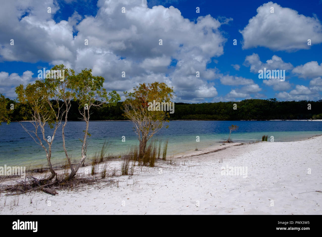 Lac McKenzie - Fraser Island Banque D'Images