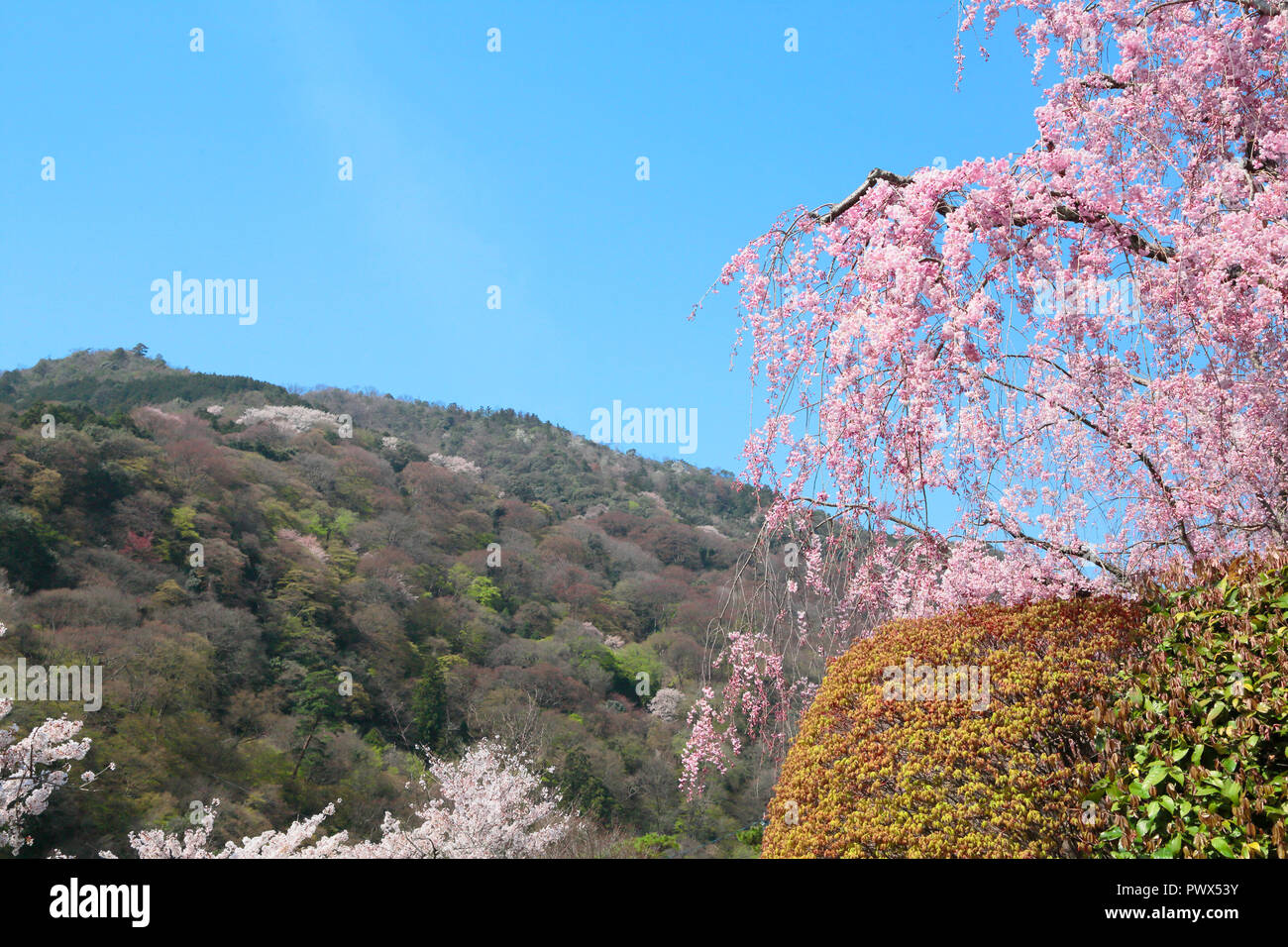 Les cerisiers en fleurs à Kyoto Arashiyama Banque D'Images