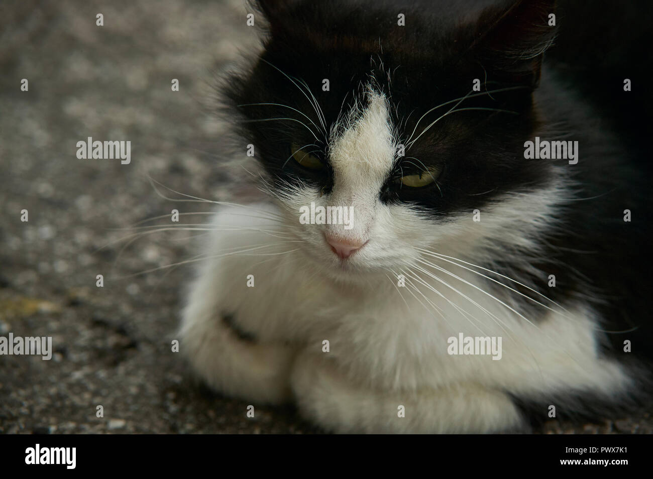 Petit Visage Triste D Un Chat Au Repos Et Plonge Dans Son Humeur Photo Stock Alamy Petit Visage Triste D Un Chat Au Repos Et Plonge Dans Son Humeur Photo Stock Alamy