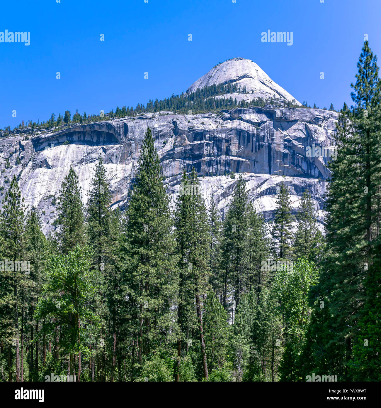 White Mountain et immenses arbres à Yosemite CA Banque D'Images