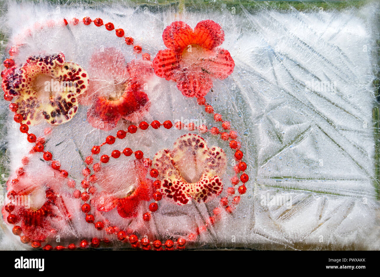 Contexte de bof fleur rouge en fleurs et perles en cube de glace avec des bulles d'air.Bonne année 2018 carte de vœux ou carte de Saint-Valentin. S COPIE Banque D'Images