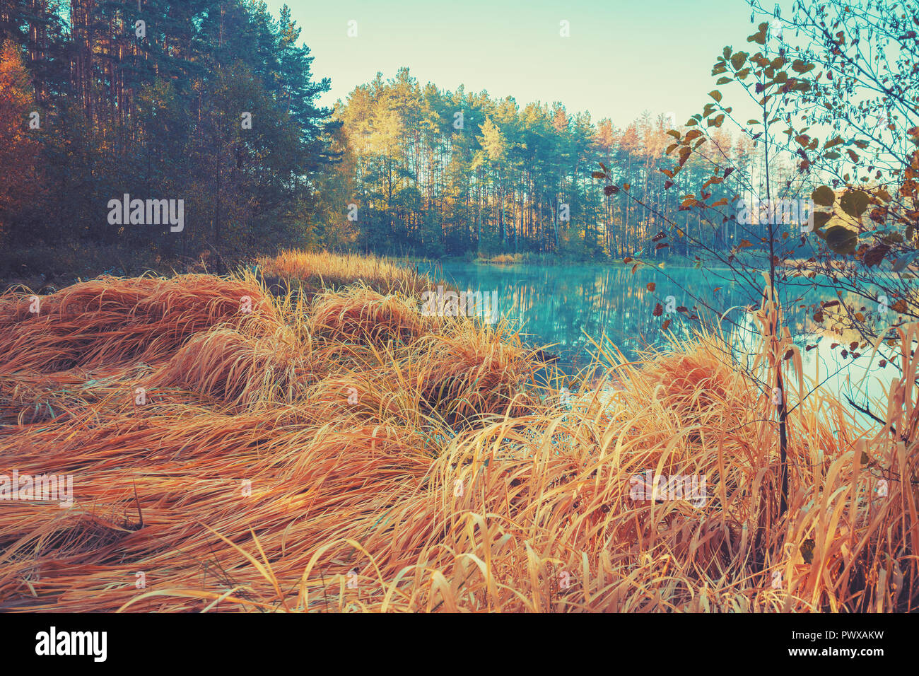 Tôt le matin, lever du soleil sur le lac de la forêt. Rive de laîches. Paysage rural à l'automne, la nature sauvage Banque D'Images