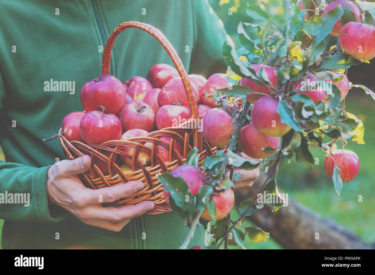 Un homme de la récolte d'une riche récolte de pommes dans le verger. Un homme détient un panier plein de pommes rouges Banque D'Images