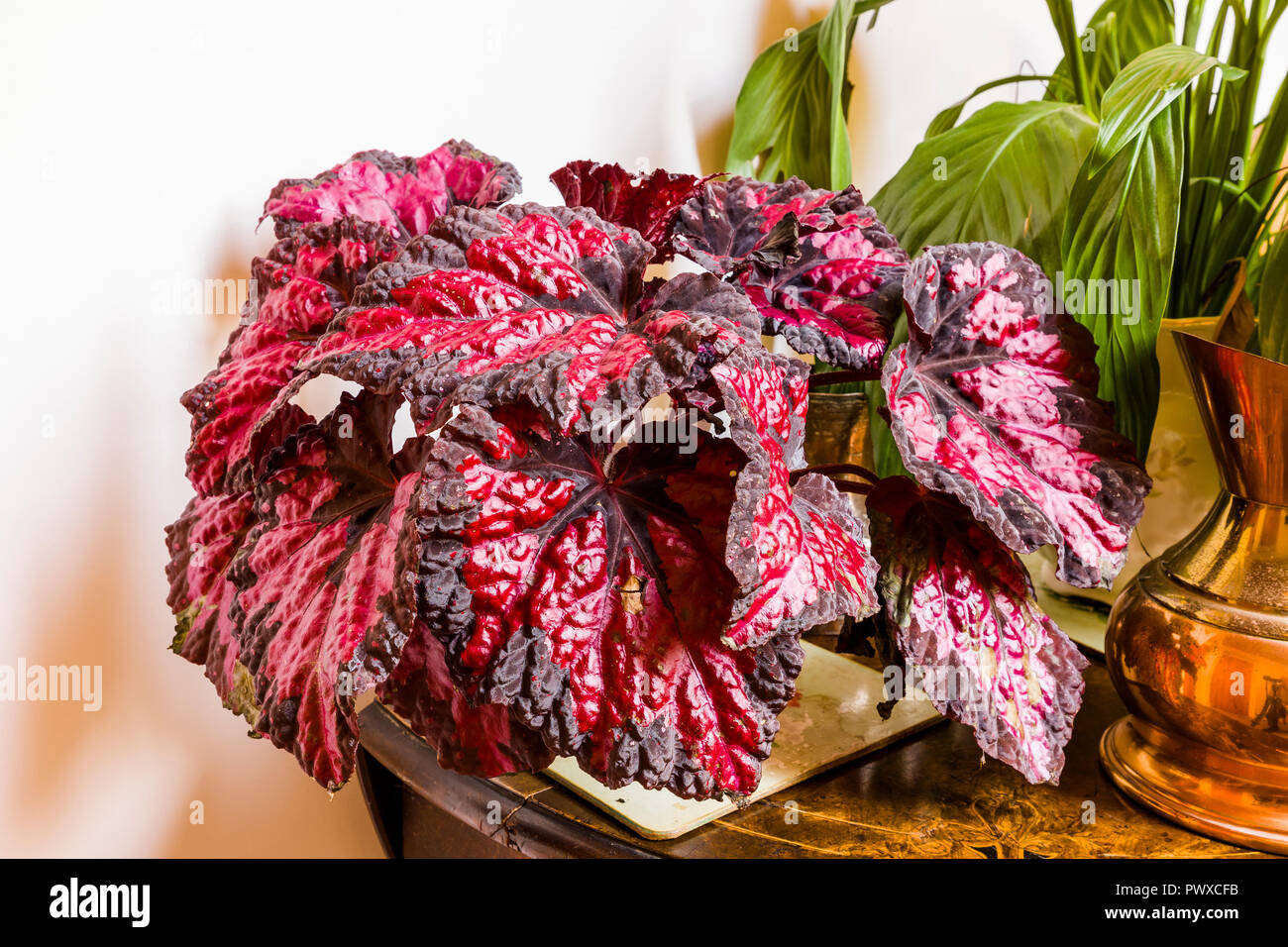 Les plantes d'intérieur y compris Begonia Rex Vésuve montrant profondément froissé les feuilles de couleur vive Banque D'Images
