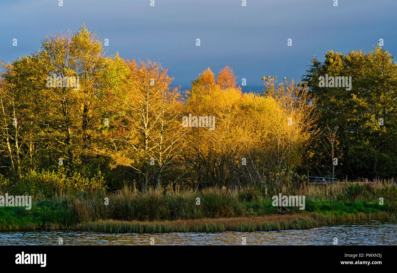 Des couleurs d'automne en fin d'après-midi la lumière dans le cep d'arbres à Rothiemurchus Pêche en Aviemore, Parc National de Cairngorms, Highlands écossais au Royaume-Uni. Banque D'Images