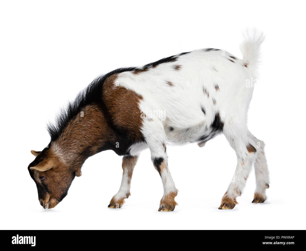 Animal Ressemblant A Une Chevre Banque D Image Et Photos Alamy