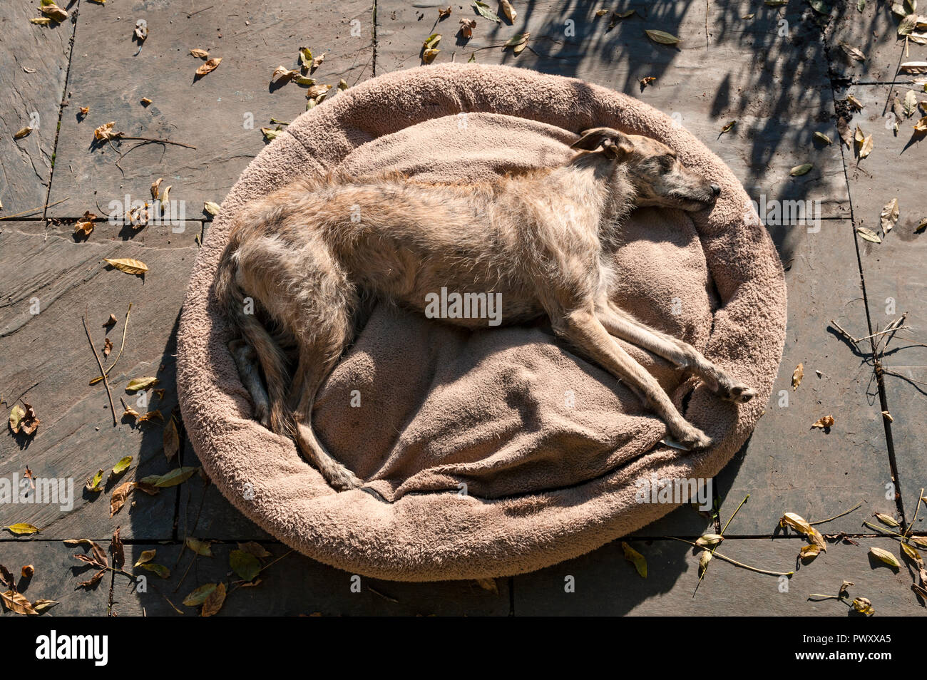 Un chien endormi sur son lurcher chien lit dans le soleil d'automne Banque D'Images
