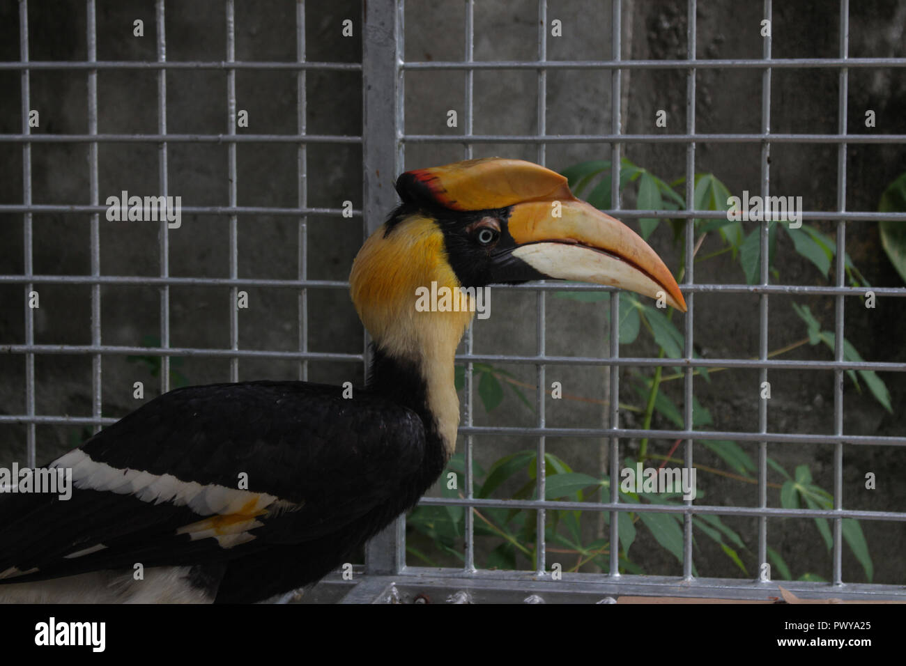 Un calaos vu encore traitées par l'Agence de Conservation des ressources naturelles (BKSDA), avant d'être mise à l'état sauvage. Les Acehnais remis 3 oiseaux protégés à l'Indonesian BKSDA fonctionnaires, soit deux calaos Aceros undulatus et un qui était considéré presque disparu en raison de la chasse de l'homme. irresponsable Banque D'Images