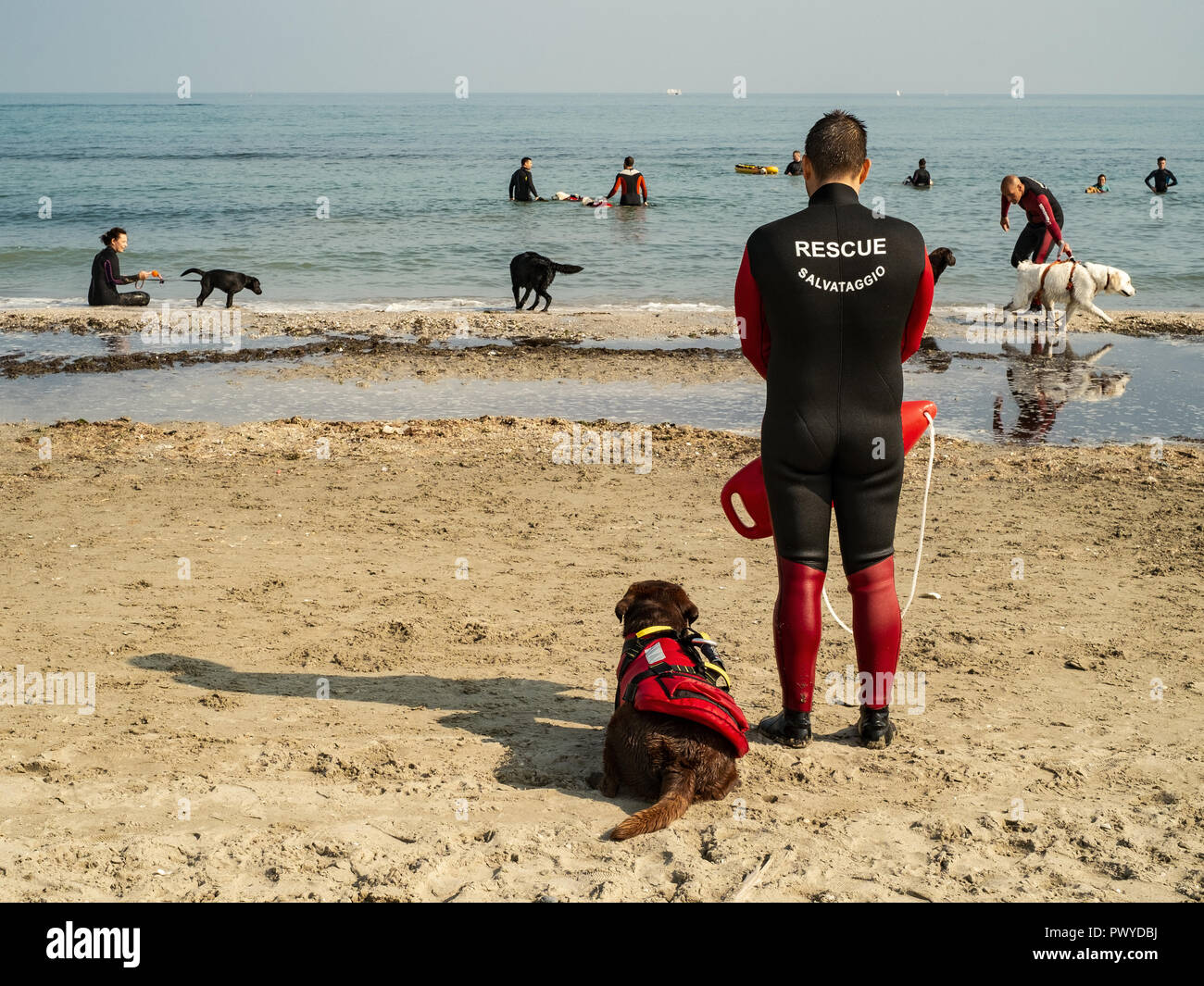 Cervia, Ravenne, Italie - 10/14/2018. La formation des chiens de sauvetage sur la plage. Banque D'Images