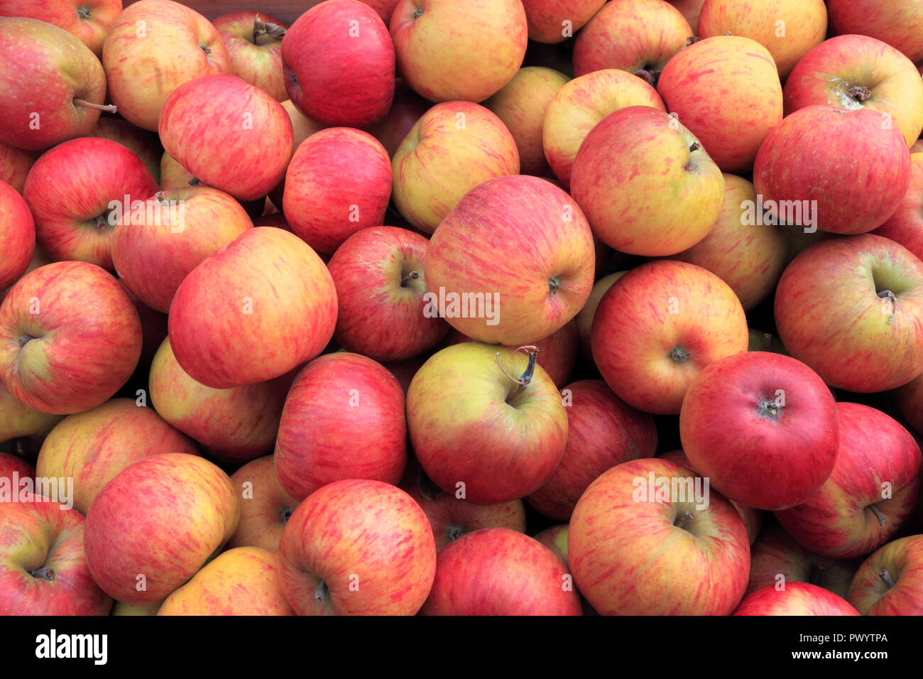 La pomme 'Perfection', les pommes, Malus domestica, boutique de la ferme, l'affichage, du nom de variété Banque D'Images