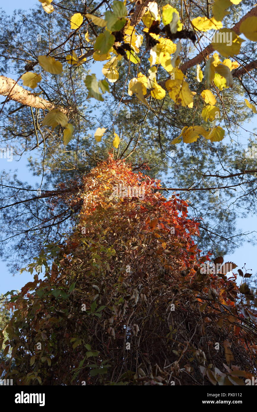 Grimpantes croissant sur tronc d'arbre de pin dans le soleil du soir, à l'automne Banque D'Images