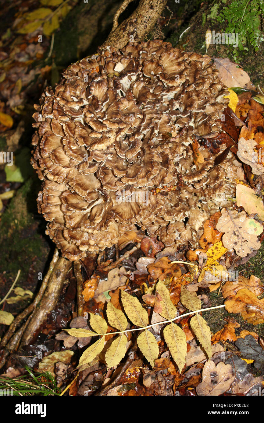 Grifola frondosa, poule des bois Banque D'Images