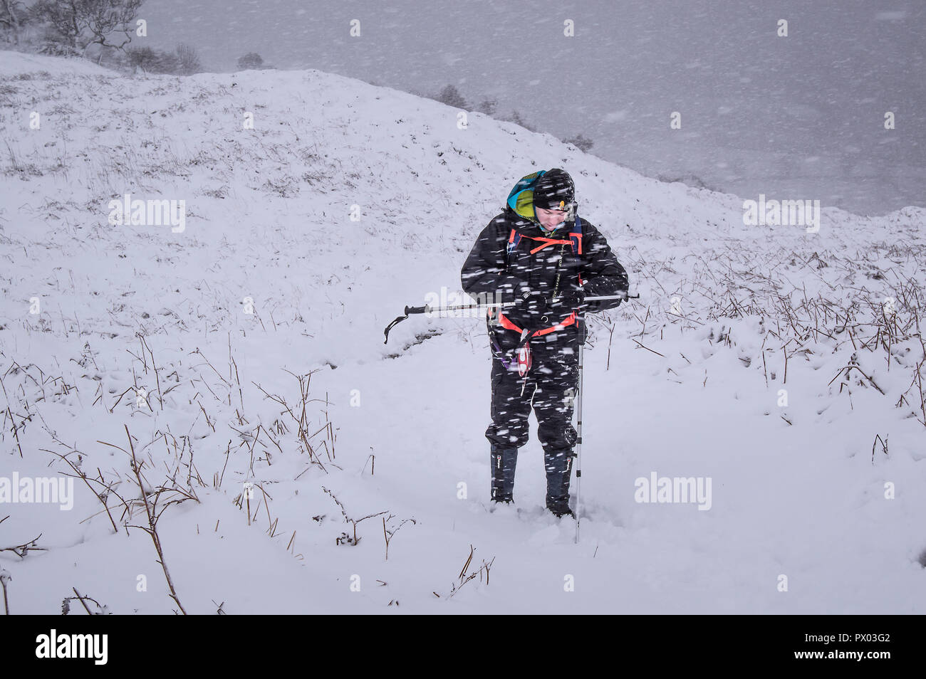 Série de photographies de snowy hillwalk dans le Kilpatrick hills avec des chiens. Banque D'Images