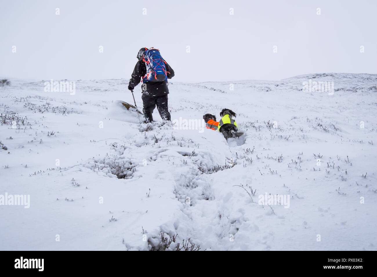 Série de photographies de snowy hillwalk dans le Kilpatrick hills avec des chiens. Banque D'Images