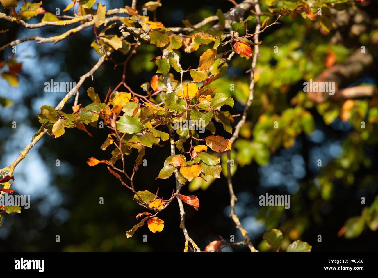 Automne feuilles de Hêtre encore sur arbre. Banque D'Images