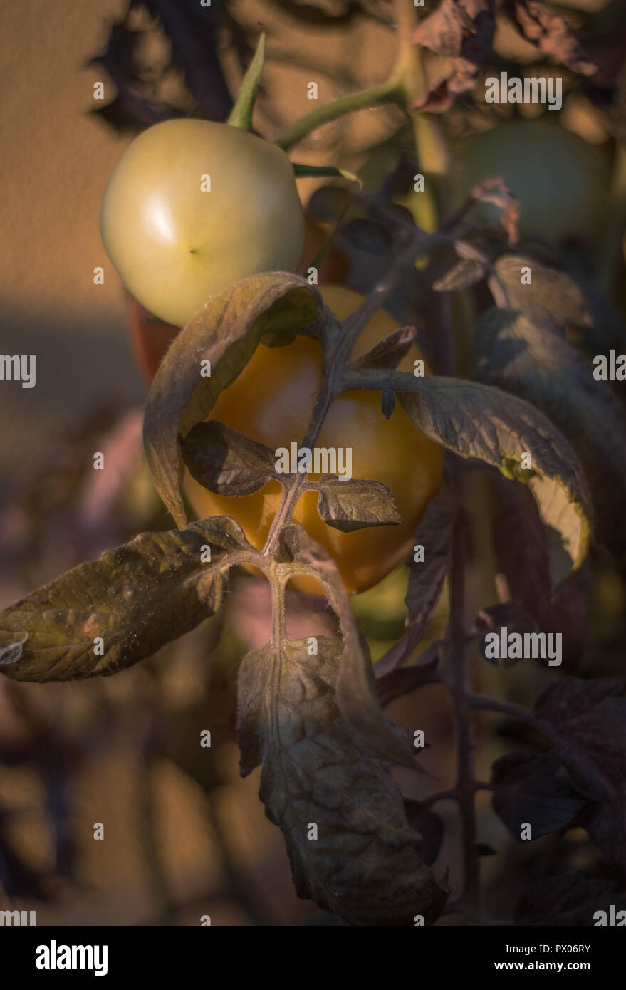 Produits cultivés sur un balcon Banque D'Images