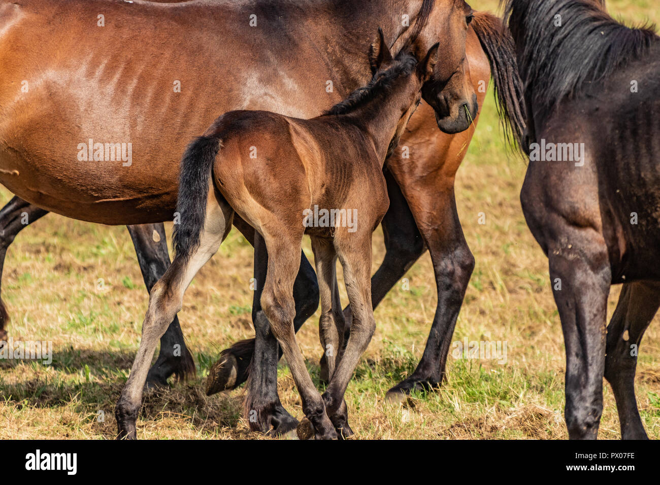 Chevaux sauvages galopant sauvagement dans un ranch américain. Plus de détails et de se concentrer sur les pieds, l'herbe, la poussière, la saleté et de flou. Journée ensoleillée, le pays de vie. Banque D'Images