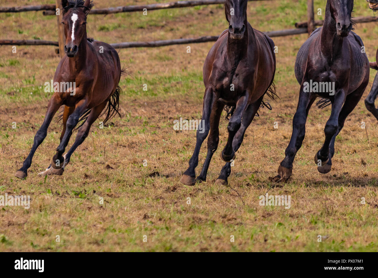 Chevaux sauvages galopant sauvagement dans un ranch américain. Plus de détails et de se concentrer sur les pieds, l'herbe, la poussière, la saleté et de flou. Journée ensoleillée, le pays de vie. Banque D'Images
