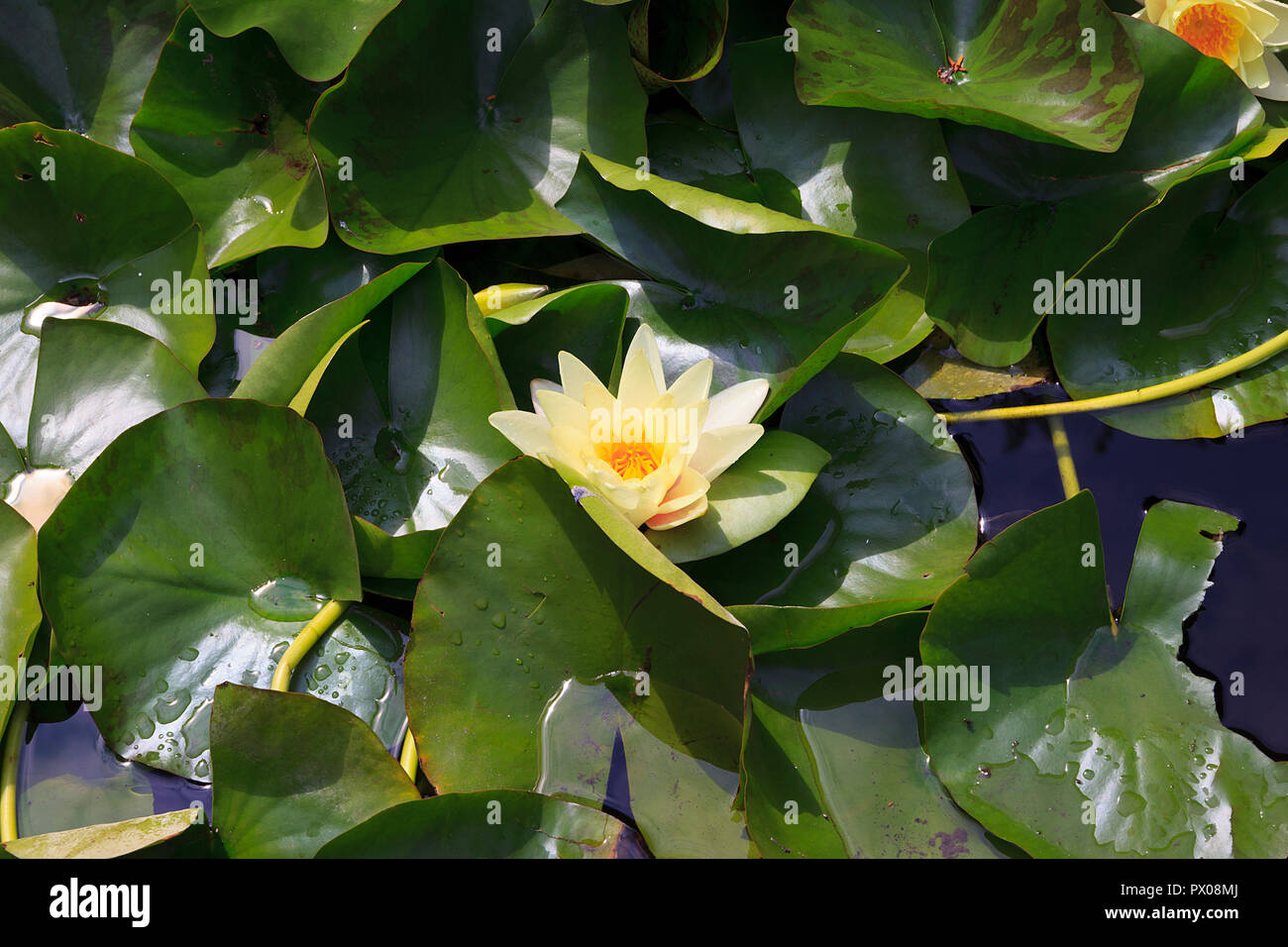 Waterlilly jaune dans la région de Derwent Jardins, Matlock Bath, Derbyshire, Royaume-Uni Banque D'Images