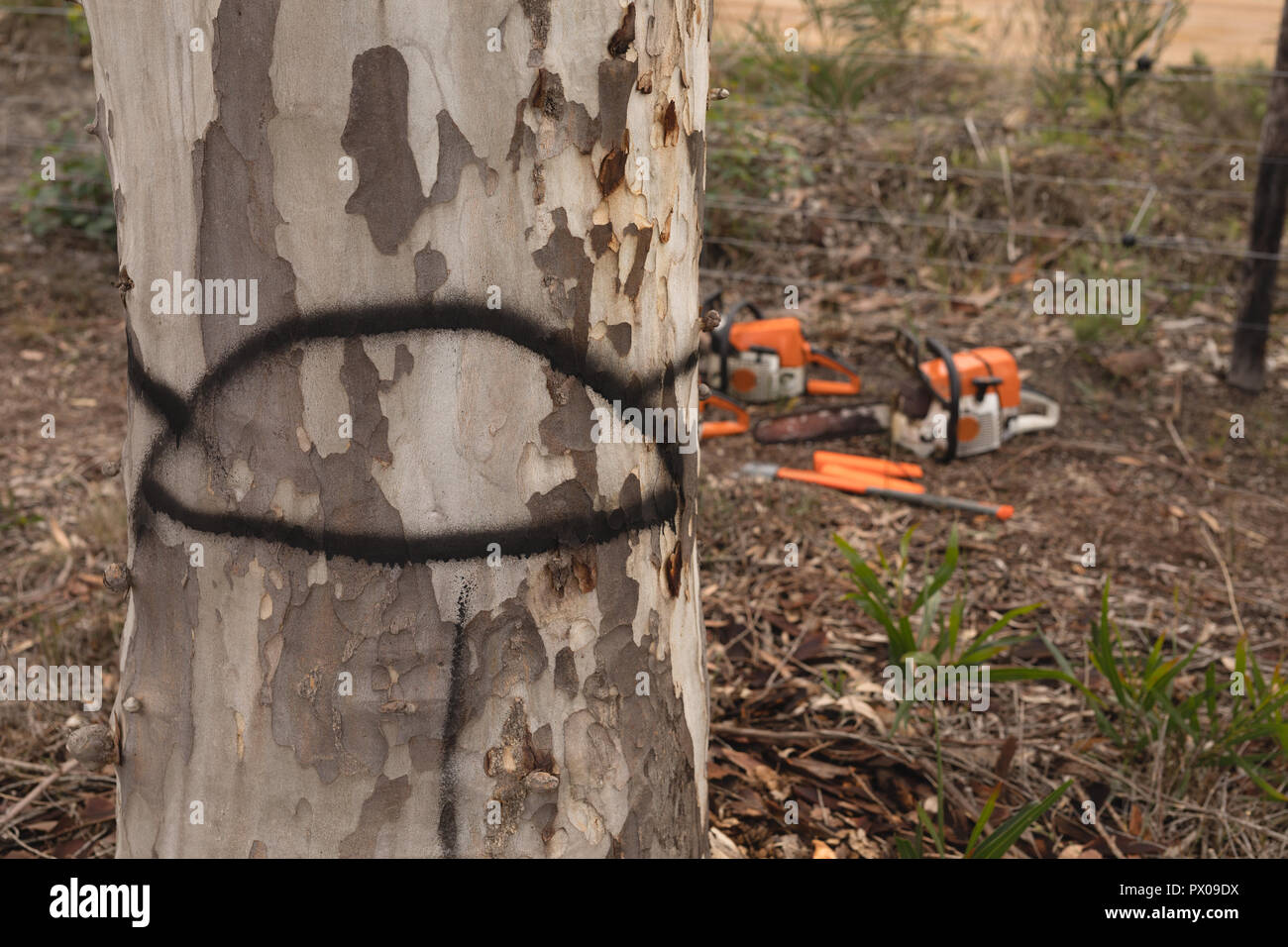 Lumberjack tools Banque de photographies et d'images à haute résolution -  Alamy