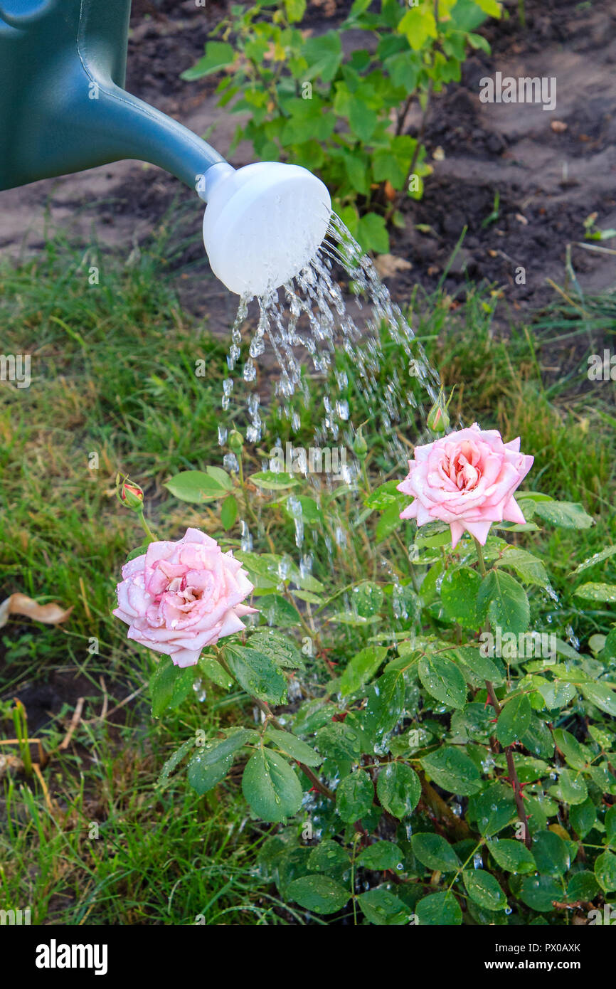 Bush de roses sont arrosées avec l'eau d'un arrosoir en plastique dans le jardin Banque D'Images
