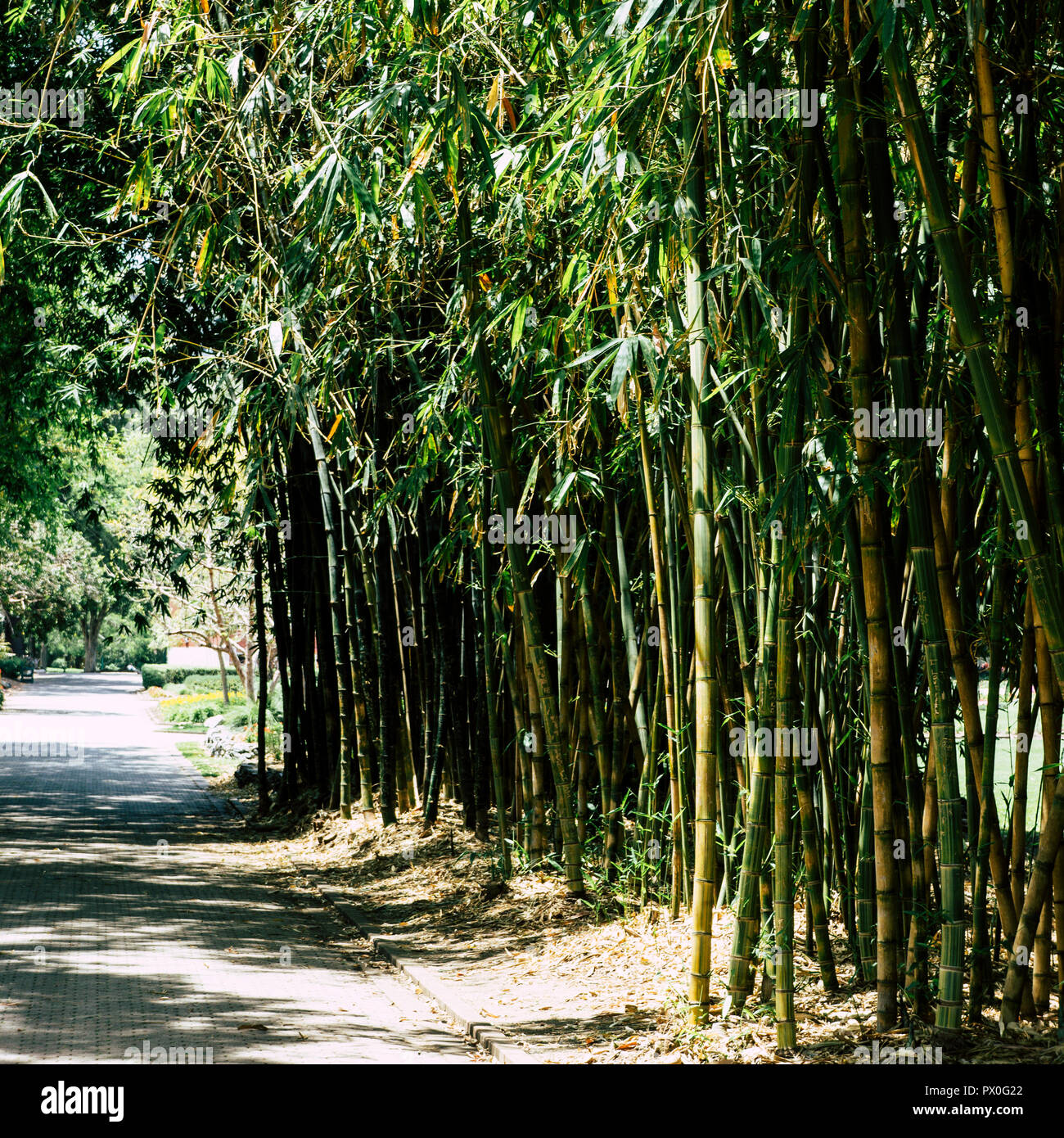 Bambou ville Australie Banque D'Images