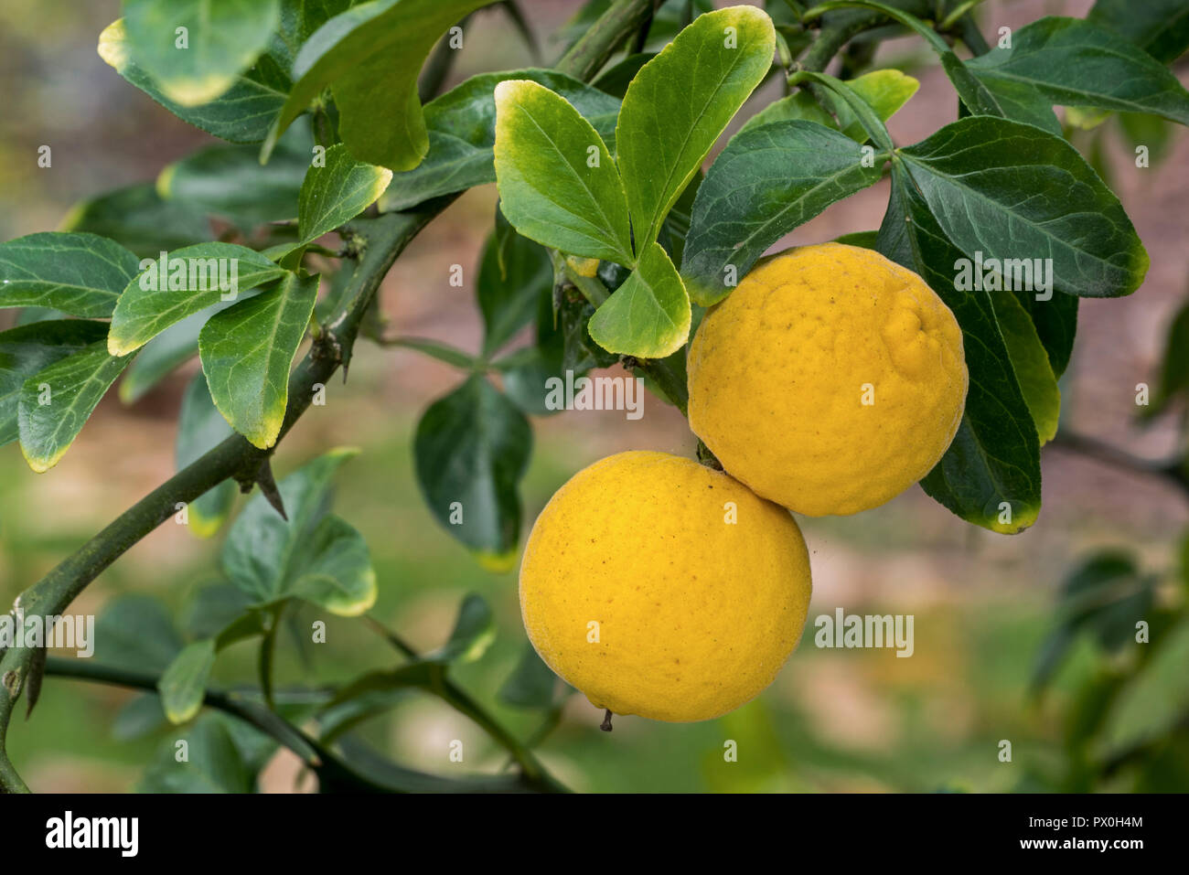 Orange amère japonais / Chinois / orange hardy / orange amère orange trifoliolée (Poncirus trifoliata / Citrus trifoliata) agrumes dans l'arbre Banque D'Images