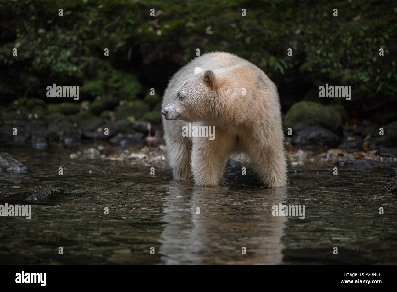 Kermode / Esprit / Blanc / Ghost Bear Banque D'Images