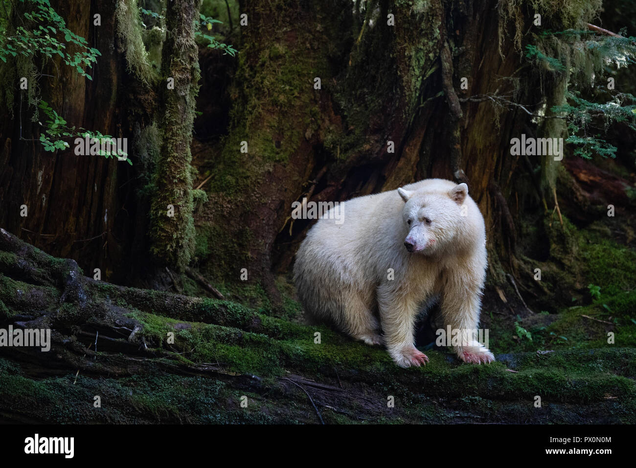 Kermode / Esprit / Blanc / Ghost Bear Banque D'Images