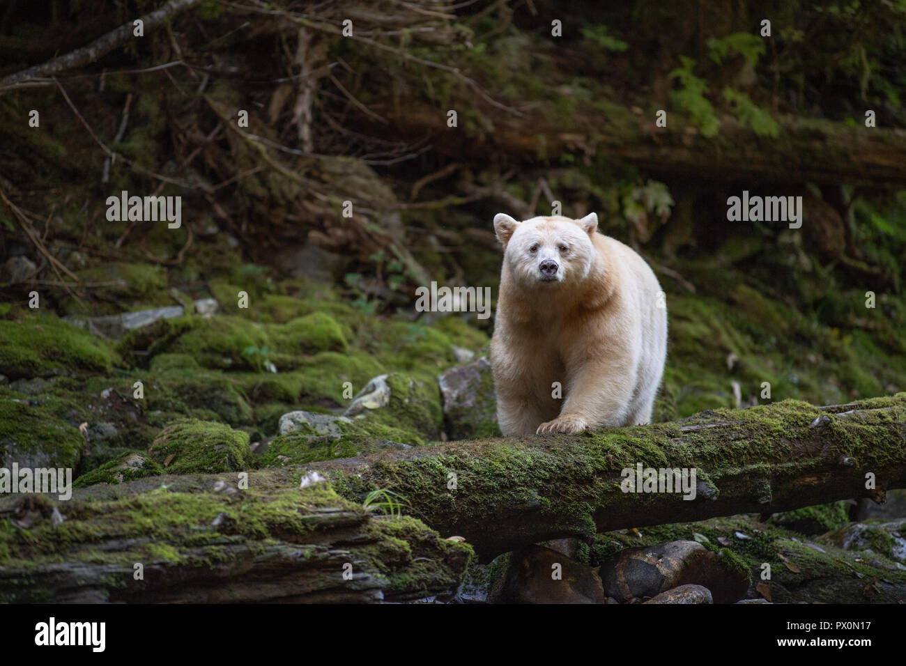 Kermode / Esprit / Blanc / Ghost Bear Banque D'Images